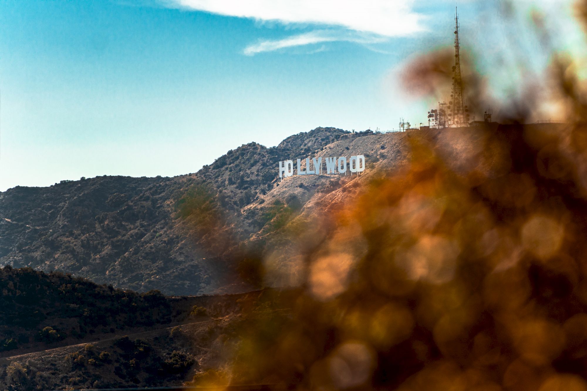 The image shows the iconic Hollywood sign on a hillside, with some blurred foliage in the foreground and a clear blue sky above.